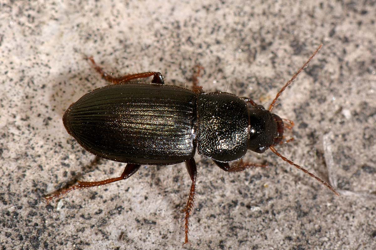 Carabidae:  Ophonus azureus? no, O. cribricollis